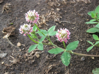 White clover
