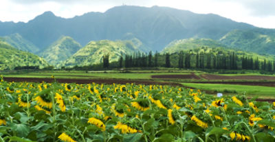 Corteva_Waialua_Small_CC