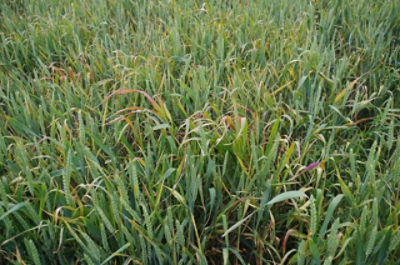 Wild Oat