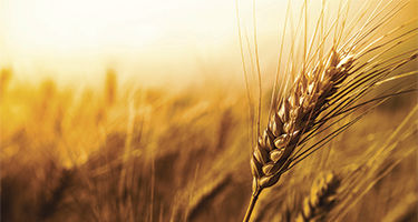 Winter wheat