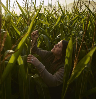 Woman Checking Corn