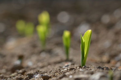 Young corn saplings growing from dirt