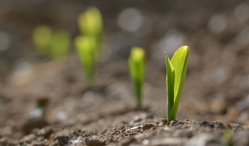 Young corn saplings growing from dirt