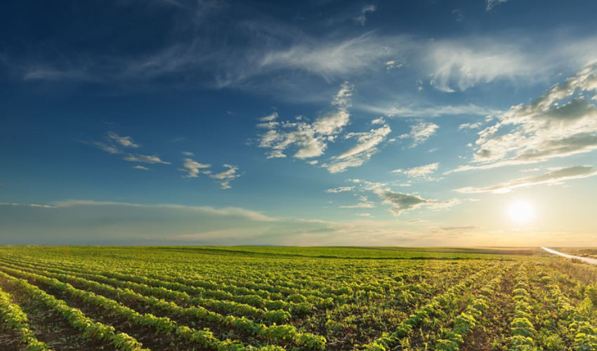Young soybean crop at sunset