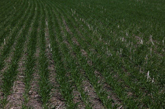 Young oats