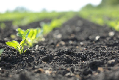 Shoots of sugar beet. 
May, Russia, Stavropol region.
