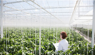 greenhouse