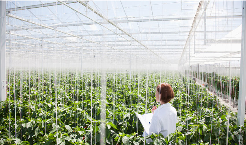 greenhouse