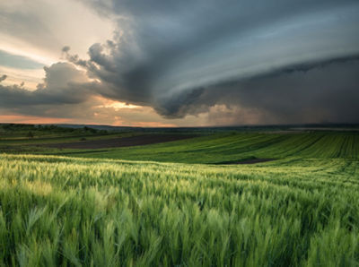field of cereals