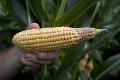 stuggling cob of corn