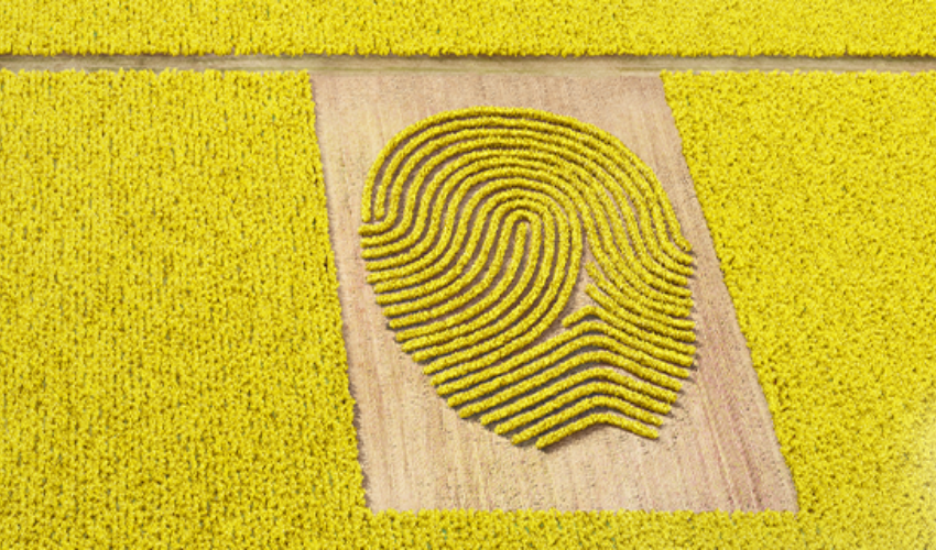 acapela canola fingerprint creative