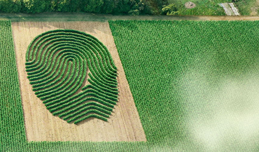 acapela fingerprint creative soybeans