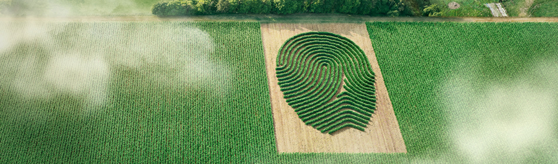 acapela canola fingerprint creative