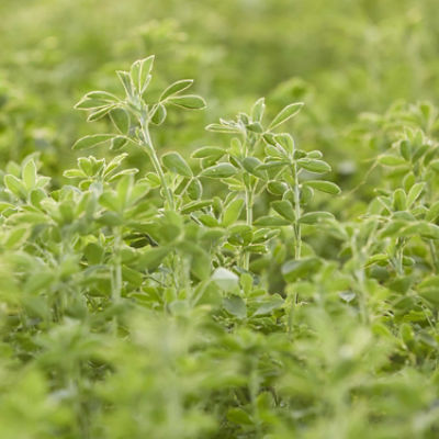 Alfalfa plant closeup - field in background