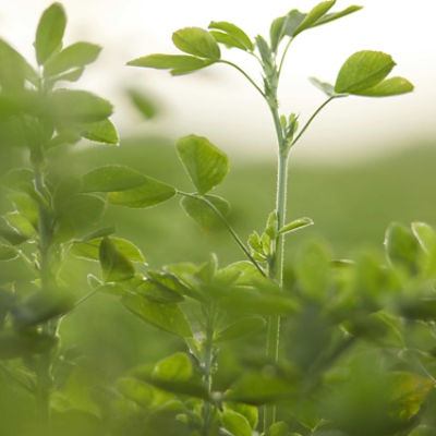 Find the Right Variety for Every Acre