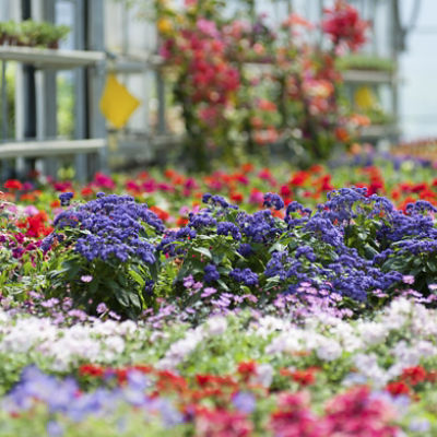 Colorful annual flowers in a greenhouse