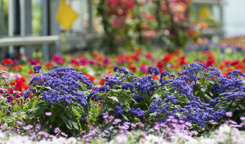 Colorful annual flowers in a greenhouse