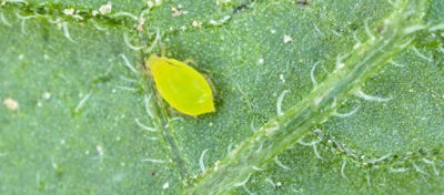 green aphid