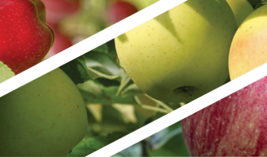Apple Pest Timing Calendar