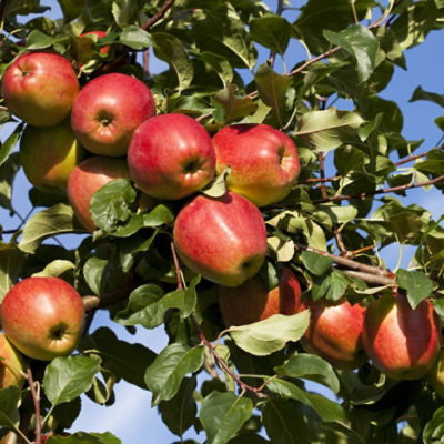 apples hanging in a tree