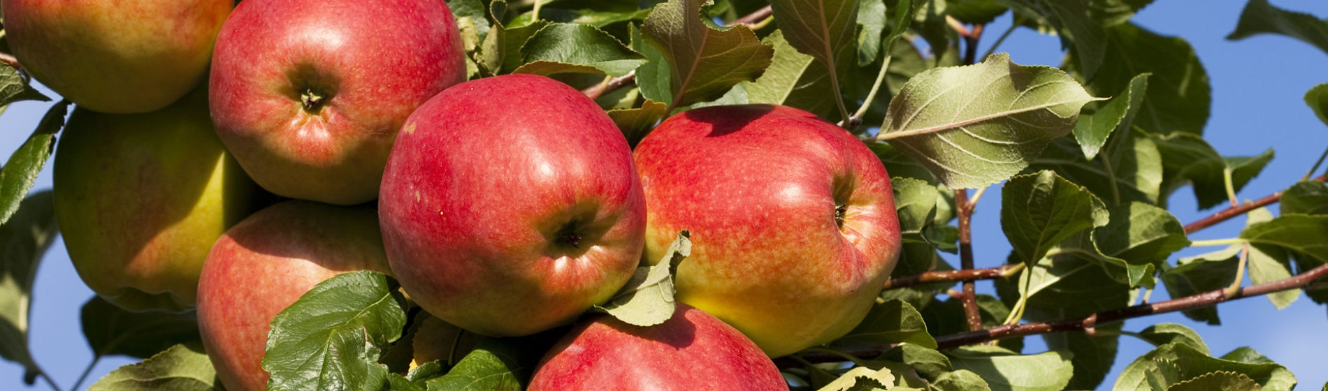 apples hanging in a tree