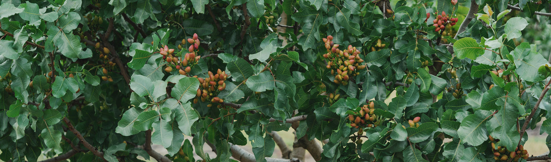 Árbol de pistachos
