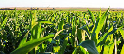 A aplicação estratégica de boro no milho visa impulsionar a produtividade e a sustentabilidade, fortalecendo a segurança alimentar e econômica do país.