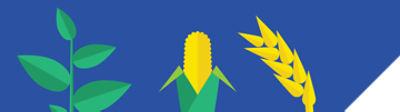 soybean, corn, wheat graphic