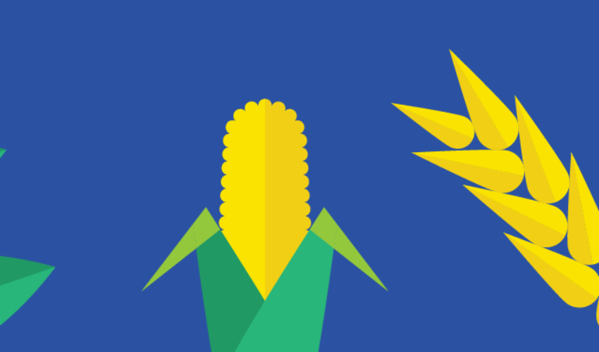corn and canola