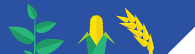 corn and canola