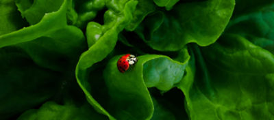 Close up of ladybug on green lettuce leaf shows how integrated pest management preserves beneficial insects and biodiversity