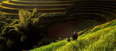 Two farmers in APAC region smile while harvesting lettuce in healthy field free from pest damage