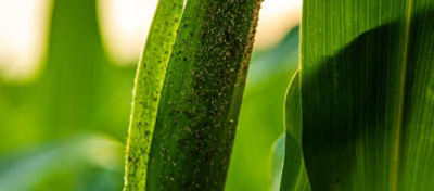 A incidência de pulgões do milho e do sorgo tem crescido na mesma proporção da área plantada das culturas, reduzindo a produtividade em lavouras não manejadas. Saiba quais as principais espécies.