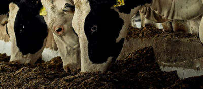 Confira os motivos que influenciaram o crescimento do mercado de silagem no Brasil. E conheça os fatores bromatológicos e agronômicos que devem ser observados na escolha de um híbrido para silagem que ofereça rendimento e qualidade nutricional.