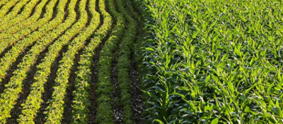 Tanto em períodos de seca quanto de alta umidade, as tripes podem causar grandes danos às lavouras de milho e soja, quando não controladas. Esses insetos são típicos de períodos de estiagem e ocorrem da emergência ao V7-V8. 