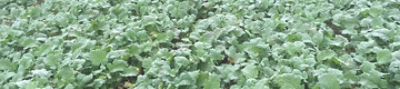 autumn osr