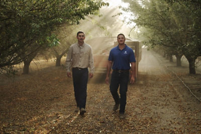 Two men walking among almond trees