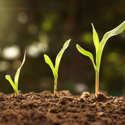 corn plants sprouting