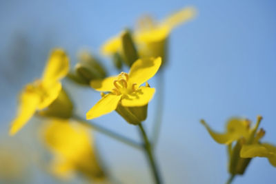 canola flower close up