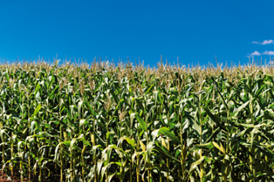 Boas Práticas Agrícolas