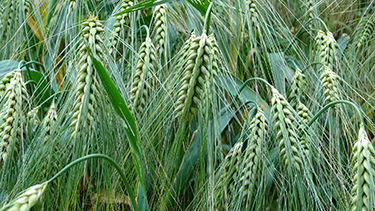 Corn field
