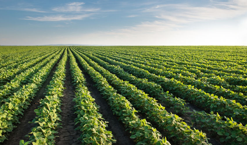 soybeans in rows
