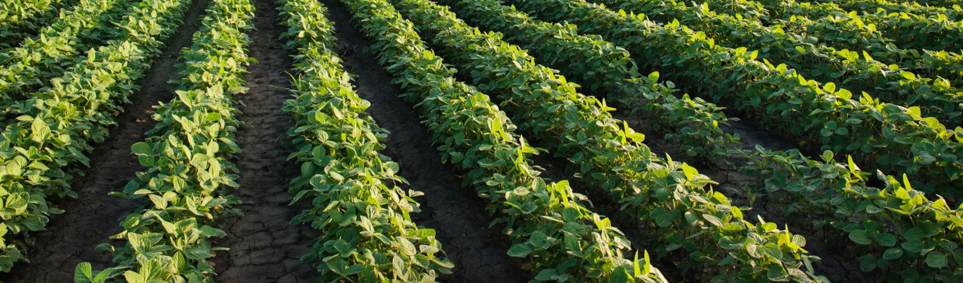 soybean rows