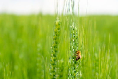 Bee on a plant