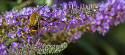 A bee on a flower