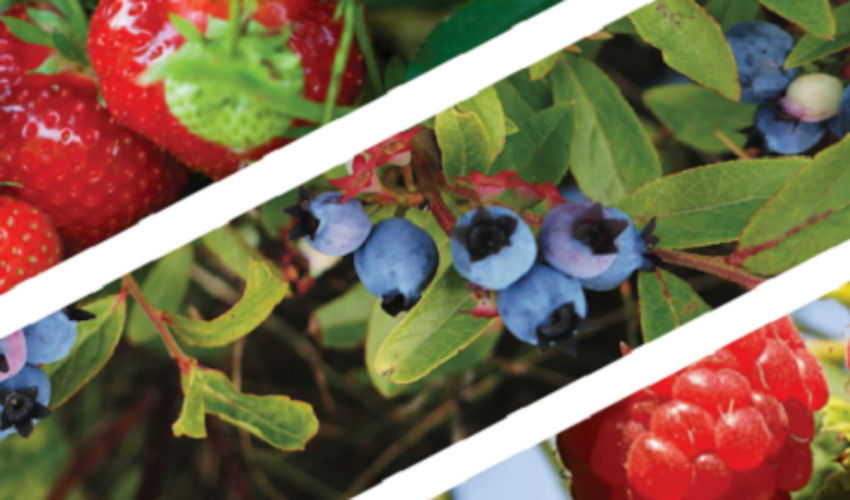 berries