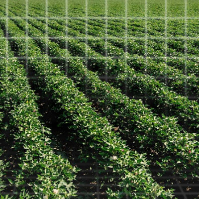Better Weed Control