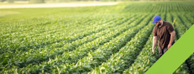 man walking a soybean field