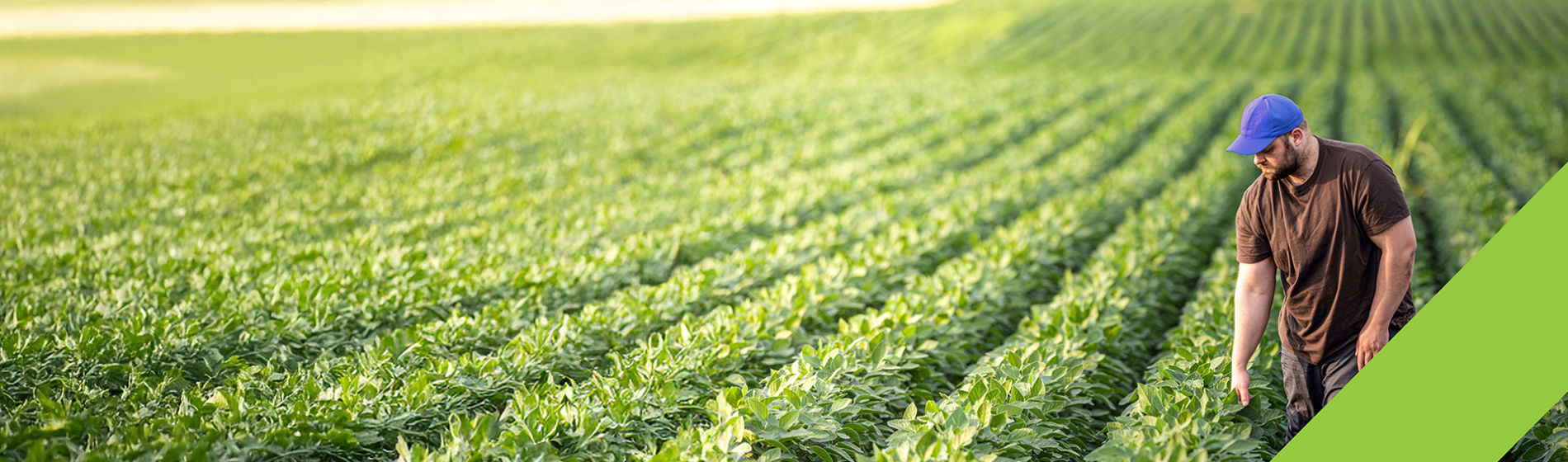 man walking a soybean field