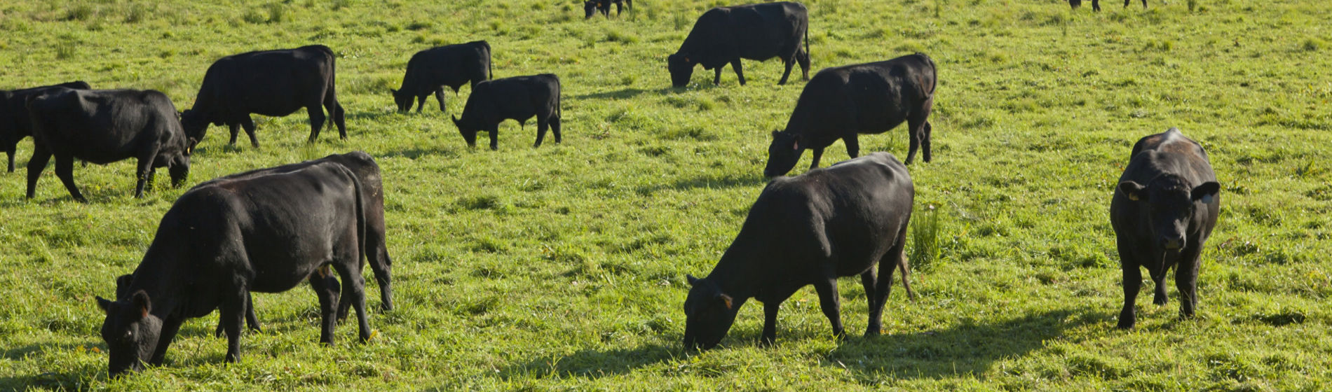 Grazing black angus cattle